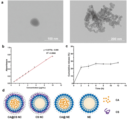 Figure 1. (a) Representative TEM images of CS NC. (b) The CA concentration standard curve. (c) The cumulative release of 10 mM CA@CS NC. (d) Schematic representation of the nanomaterials and related agents with abbreviations.