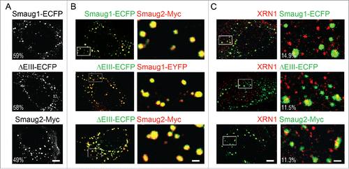 Figure 3. Smaug1 and Smaug2 variants form cytosolic bodies. (A) U2OS cells were transfected with constructs for Smaug1, ΔEIII and Smaug2 fused to the indicated tags. The percentage of transfected cells with foci is shown in each case. (B) Smaug1, ΔEIII and Smaug2 constructs were co-transfected in pairs as indicated. The ΔEIII bodies colocalize almost completely with the bodies formed by the full length isoform. Smaug1 and Smaug2, as well as Smaug2 and ΔEIII also colocalize completely (for quantification see the main text). (C) The indicated constructs were co-transfected and endogenous XRN1 was stained with a specific antibody. XRN1 is present in foci (likely PBs), which are largely excluded from the Smaug1/2 bodies. Percentage of Smaug1/2 foci containing endogenous XRN1 is indicated for each construct.