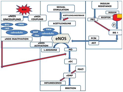 Figure 2. Mechanisms underlying the pathophysiology of erectile dysfunction. Here the blue arrows represent the stimulatory pathways and the red arrows represent the inhibitory pathways.