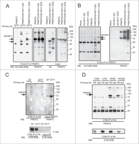 Figure 1. Htt interacts with PRMT5 in cell lines and human brain. (A) HEK 293 cells were transiently transfected with the indicated plasmids, keeping the amount of Htt and PRMT5 plasmids and total amount of DNA equal between transfections by supplementing with empty vector. Cells were lysed 48 h after transfection, and PRMT5 complexes were immunoprecipitated using the anti-FLAG-agarose beads. Normal and expanded Htt were detected in the immunoprecipitates (IPs) from cells co-transfected with Htt and PRMT5, but not in control samples without the primary antibody or in cells transfected with Htt constructs only (first panel and data not shown). IPs were also analyzed for the presence of PRMT5 using the PRMT5-specific antibody (second panel). The inputs are shown on the right 2 panels. (B) Rat striatal ST14 cells were transiently transfected with indicated plasmids, lysed 48 h after transfection, and PRMT5 complexes were immunoprecipitated using the anti-FLAG-agarose beads. Normal and expanded Htt were detected in the IPs from cells co-transfected with Htt and PRMT5, but not in mock transfection, or in cells transfected with Htt constructs only (left panel). IPs were also analyzed for the presence of PRMT5 using PRMT5-specific antibody (right panel). (C) Endogenous Htt proteins were immunoprecipitated from STHdh Q7/Q7 and Q111/Q111 cells using a specific antibody to Htt (MAB2166). Endogenous PRMT5 monomers and high-molecular weight PRMT5 complexes were detected in the IPs using the PRMT5-specific antibody, but not in control samples without the primary antibody (top panel, left side). PRMT5 inputs are shown on the last 2 lanes. IPs were also analyzed for the presence of Htt using the Htt-specific antibody, and Htt inputs are shown (bottom panel). (D) Htt complexes were immunoprecipitated from total cell homogenates from frozen human front superior cortex of normal controls and HD cases. Endogenous PRMT5 monomers and high-molecular weight PRMT5 complexes were detected in the IPs from HD brain using the PRMT5-specific antibody, but not in normal controls or in control samples where normal IgGs were used for IP (top panel). Htt inputs are shown on the bottom panel.