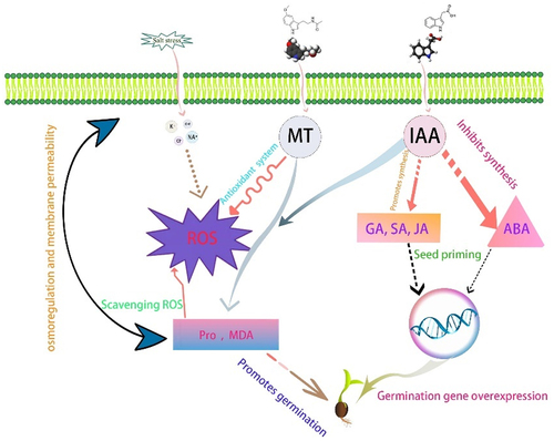 Figure 13. Illustrates the mechanism of IAA and MT inside the seed.