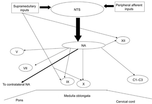 Figure 1 The CPG for deglutition that is located in the medulla oblongata, corresponding to the area of the NTS and its connections with the NA and the nuclei of the cranial nerves (Vth, VIIth, IXth, Xth, and XIIth) and the upper cervical spine (C1-C3) involved in swallowing.