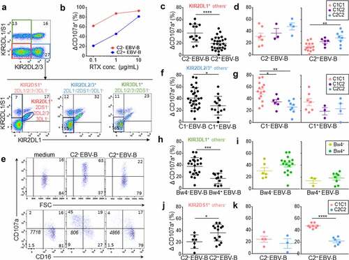 Figure 1. Inhibitory KIR-HLA interaction brings rituximab-dependent educated KIR+ NK cell degranulation down to the degranulation baseline of uneducated counterpart. (a) Representative density plots illustrating the strategy to target three NK cell subsets expressing either KIR2DL1+ others− (KIR2DS1−/2DL2/3−/3DL1−), KIR2DL2/3+ others− (KIR2DL1/S1−/3DL1+) or KIR3DL1+ others− (KIR2DL1/2/3−2DS1−) and one NK cell subset expressing only KIR2DS1+ (KIR2DL1−/2DL2/3−/3DL1−) from PBMC as illustrated for a representative donor expressing KIR2DL1, KIR2DS1, KIR2DL3 and KIR3DL1. A first mAb combination led to exclude KIR3DL1/S1+ and KIR2DL2/3+ NK cells (red gate) and a second mAb combination led to select either KIR2DL1+ 2DS1− NK cells or KIR2DS1+ 2DL1+ NK cells. Similarly, a first mAb combination led to select KIR3DL1+ NK cells and to exclude KIR2DL2/3+ NK cells (green gate) and a second mAb combination to exclude KIR2DL1+ and KIR2DS1+ NK cells. To target KIR2DL2/3+ others−, the first combination led to target KIR2DL2/3+ and exclude KIR3DL1/S1+ NK cells and the second one led to exclude KIR2DL1+ and KIR2DS1+ NK cells. (b) Determination of the optimal rituximab (RTX) concentration to observe inhibiting KIR2DL1-C2 interaction on NK cell ADCC. RTX-dependent KIR2DL1+ others− NK cell degranulation (Δ CD107a+) frequency against C2− and C2+ EBV-B cell lines for a representative blood donor determined by flow cytometry at different RTX concentrations (0.1, 1, and 10 µg/mL) using 1:1 PBMC:EBV-B cell line ratio. (c) RTX dependent KIR2DL1+ others− NK cell degranulation (Δ CD107a+) frequency against C2− (n = 14) and C2+ (Bw4−, n = 14 and Bw4+, n = 14) EBV-B cell lines for all blood donors determined by flow cytometry. Specific CD107a expression is reported as ΔCD107a calculating the difference of CD107a+ NK cell frequency of the test (EBV-B + RTX) and of the NK alone (medium). (d) Frequencies of RTX-dependent KIR2DL1+ others− NK cell degranulation (Δ CD107a+) against one C2− EBV-B cell line for C1C1 (n = 7), C1C2 (n = 3) and C2C2 (n = 4) blood donors and two C2+ (Bw4− and Bw4+) EBV-B cell lines for C1C1 (n = 14), C1C2 (n = 6) and C2C2 (n = 8) blood donors. (e) Representative density plots of RTX-dependent KIR2DL1+ others− NK cell degranulation (CD107a) against C2− and C2+ EBV-B cell lines. CD16 expression is evaluated on NK cells. The frequencies are indicated on the density plot and the mean fluorescent intensity of CD16 on NK cells is indicated in italic. (f) RTX-dependent KIR2DL2/3+ others− NK cell degranulation (Δ CD107a+) frequency against C1− (Bw4−, n = 14 and Bw4+, n = 14) and C1+ (n = 14) EBV-B cell lines for all blood donors. (g) RTX-dependent KIR2DL2/3+ others− NK cell degranulation against C1− EBV-B cell lines for C1C1 (n = 14), C1C2 (n = 6) and C2C2 (n = 8) blood donors and against C1+ EBV-B cell lines for C1C1 (n = 7), C1C2 (n = 3) and C2C2 (n = 4) blood donors. (h) RTX-dependent KIR3DL1+ others− NK cell degranulation against Bw4− (Bw4−, n = 11 and Bw4+, n = 11) and Bw4+ (n = 11) EBV-B cell lines for all blood donors. (i) RTX-dependent KIR3DL1+ others− NK cell degranulation against Bw4− EBV-B cell lines for Bw4− (n = 6) and Bw4+ (n = 16) blood donors and against Bw4+ EBV-B cell lines for Bw4− (n = 3) and Bw4+ (n = 8) blood donors. (j) RTX-dependent KIR2DS1+ others− NK cell degranulation (% CD107a+) against C2− (n = 7) and C2+ (Bw4−, n = 7 and Bw4+, n = 7) EBV-B cell lines for all blood donors. (k) RTX-dependent KIR2DS1+ others− NK cell degranulation against 2 C2+ (Bw4− and Bw4+) EBV-B cell lines for C1C1 (n = 8) and C2C2 (n = 6) blood donors and against one C2− EBV-B cell line for C1C1 (n = 4) and C2C2 (n = 3) blood donors. *p < .05, **p < .01, ***p < .001, ****p < .0001