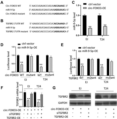 Figure 3 Circ-FOXO3 regulated TGFBR2 expression by targeting miR-9-5p. (A and B) The schematic maps of putative binding targets on both miR-9-5p and TGFBR2. (C) Relative miR-9-5p levels in EJ and T24 cells after the transfection of circ-FOXO3 expression vectors. (D) Relative luciferase levels in EJ and T24 cells after the co-transfection of miR-9-5p expression vector and circ-FOXO3 wild type or mutant vector. (E) Relative luciferase levels in EJ and T24 cells after the co-transfection of miR-9-5p expression vector and TGFBR2 wild type or mutant vector. (F) Relative TGFBR2 mRNA levels in EJ and T24 cells after the transfection of circ-FOXO3 expression vector, circ-FOXO3 expression vector with TGFBR2 siRNA or circ-FOXO3 expression vector, TGFBR2 siRNA and TGFBR2 expression vector. (G) Relative TGFBR2 protein levels in EJ and T24 cells after the transfection of circ-FOXO3 expression vector, circ-FOXO3 expression vector with TGFBR2 siRNA or circ-FOXO3 expression vector, TGFBR2 siRNA and TGFBR2 expression vector. **P<0.01.