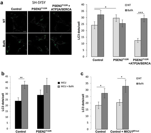 Figure 8. Mitochondrial Ca2+ signal is not involved in mediating FAD-PSEN2-induced autophagy defects. (a–c) Representative images and quantification of LC3 dots, revealed by immuno-staining, in SH-SY5Y cells, control or expressing the indicated proteins (PSEN2T122R and ATP2A/SERCA, (a); PSEN2T122R and MCU, (b); MICU1EFmut, (c)), and treated, or not (not-treated, NT) with BafA (100 nM; 2 h). Mean ± SEM, n = 18–23 cells, from 3 independent experiments. *p < 0.05; **p < 0.01; ***p < 0.001.