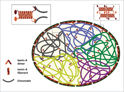 Figure 4. Suggested model explaining the role of lamin A in maintaining the intra-nuclear chromosomal structure. Lamin A serves as a “stapler” that connects adjacent chromosomal regions and helps in keeping chromosome territory structure in place during interphase.