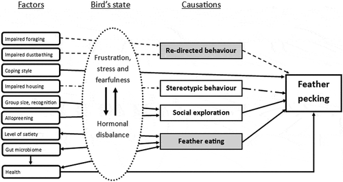 Figure 1. Overview of possible causations of feather pecking and the factors that influence the causations. Arrows indicate influences. Striped arrows and striped dotted arrow show connections within a hypotheses. Causations highlighted in grey are mostly related to nutrition.