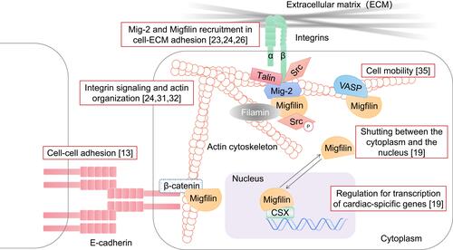 Figure 2 Migfilin and its binding partners. Firstly, in the integrin adhesome network, Kindlin-2 (Mig-2) directly binds with the integrin cytoplasmic β tail, which in turn strengthens Migfilin recruitment to the docking sites of Mig-2, mediating the cell–ECM adhesions. The finding of the Src-Mig-2-Migfilin-Src positive signaling cascade was also described, and Scr activation may be required for Migfilin recruitment to cell–ECM adhesion structures. Secondly, As a Filamin-binding LIM protein, Migfilin participates the formation of the Mig-2-Migfin-Filamin scaffolding complex, regulating integrin signaling and actin organization. Migfilin were also found to bind with β-catenin or the E-cadherin-β-catenin complex that are related to actin bundles, leading to Migfilin localization to the cell–cell adhesion structures. In addition, Migfilin participates the process of cell mobility through associating with VASP. Finally, Migfilin contains a functional NES sequence and shuttles from the cytoplasm into the nucleus in response to calcium. Migfilin itself also has a transcription-promoting role in cardiac development via interacting with CSX in the nucleus.