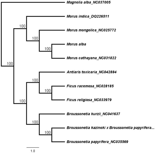 Figure 1. The neighbour-joining (NJ) phylogenetic tree based on 11 complete chloroplast genome sequence. Numbers at the right of nodes are bootstrap support values.