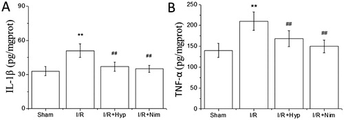 Figure 3. Effect of hyperoside on IL-1 β and TNF-α contents in the brain tissue of I/R rats (x¯ ± SD, n = 8). IL-1β content (A); TNF-α content (B). **P < 0.01, vs the sham group; ##P < 0.01, vs I/R group.