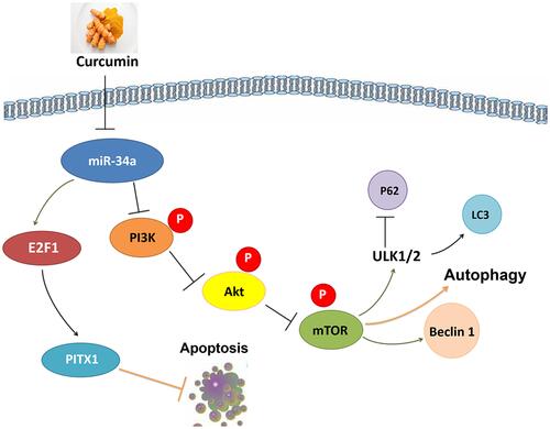 Figure 7 Potential chondroprotective mechanisms of curcumin on obesity-associated OA of rats induced by a HFD.