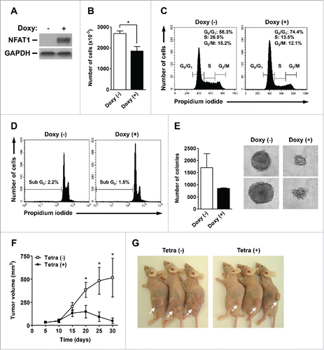 Figure 1. NFAT1 induces cell cycle arrest and tumor growth reduction in vivo. (A-E) CHO-NFAT1 cells were cultivated either in the absence or presence of doxycycline (1 μg/mL) for the indicated time points. (A) Total protein lysates were obtained after 48 hours of cell cultivation. NFAT1 and GAPDH protein levels were detected by protein gel blot. (B) CHO-NFAT1 cells were cultivated for 72 hours, harvested and counted using a Neubauer chamber. (C and D) CHO-NFAT1 cells were cultivated for 72 hours, labeled with propidium iodide, and DNA content was analyzed by flow cytometry for cell cycle phases (C) or sub-G0 profile (D). (E) CHO-NFAT1 cells were cultivated in 0.3% agarose-containing medium for 20 days, and colony unit formation was analyzed by phase-contrast microscopy. (F and G) CHO-NFAT1 cells (5 × 106 cells) were inoculated subcutaneously in BALB/c nude/nude mice previously treated or not with tetracycline (2 mg/mL) for 3 d. Tetracycline was administered or not during the entire experiment as indicated. Tumor dimensions were measured every 5 d for 30 d, and tumor volume was calculated as described. All results are representative of at least 2 independent experiments. Results are expressed as mean and error bars represent SD (B and E) or SEM (F). Asterisks indicate significance levels compared to controls (p < 0.05).