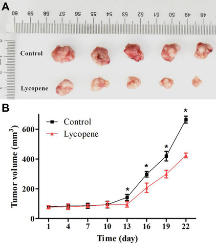 Figure 4 (A) Lycopene inhibited tumor cell growth in nude mice (n = 5). (B) Tumor volume was estimated by the following equation: volume =1/2×(largest diameter)×(smallest diameter)2 and data are shown as the mean ± SD (n = 5 in each group).