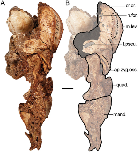 Figure 2. Genyornis newtoni caudal orbit, NMV P256893, rostral view showing the caudal orbit and quadrate articulation with the skull and mandible: A. Image; B. Annotated outline. Annotations: ap.zyg.oss., aponeurosis zygomatica ossificans; cr.or., crista supraorbitalis; f.pseu., fossa pseudotemporalis; mand., mandible; m.lev., origin for m. levator palpebrae dorsalis; n.for., foramen neurovasculare; quad., quadrate. Scale bar: 10 mm. Dark grey shading indicates regions where damage precludes morphological assessment, and light grey indicates foramina and fossae. Dotted lines provide approximate region corresponding to labelled area, and do not indicate exact boundaries.