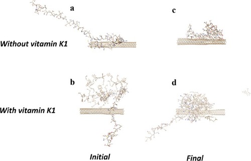 Figure 8 The structure of α-syn/SWCNT in the initial (A), α-syn/SWCNT/vitamin K1 in the initial (B), α-syn/SWCNT after 500 ps evolution (C), and α-syn/SWCNT/vitamin K1 after 500 ps evolution (D).