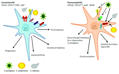 Figure 2. DC mediated responses to fungal pathogens. Conventional DCs are characterized by CD11b+, CD11cHI, Ly6CHi and CCR2+. These cDCs express the surface TLRs (TLR1, TLR2, TLR4 and TLR6) and the CLRs (Dectin1, Dectin2 and DC-SIGN). Upon recognition of the fungal pathogen, cDCs activate a series signaling cascades that result in: (1) phagocytosis of the fungal pathogen, (2) uptake to lysosomal compartments where the pathogen is killed and antigens can be loaded into MHC for presentation to T cells, (3) Secretion of cytokines and chemokines responsible for communicating with other cells to induce a host response and (4) induce the proper Th response. pDCs express the endosomal TLRs (TLR7 and TLR9), FcRγ and possibly the CLR Dectin2. pDCs are responsible for: (1) detection of exogenous DNA and RNA resulting in the induction of an inflammatory response, (2) orchestrating Th cell responses and (3) direct killing of A. fumigatus hyphae.