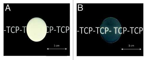 Figure 2. Photographs illustrating the transparency of TCP-T samples (B) compared with TCP (A).