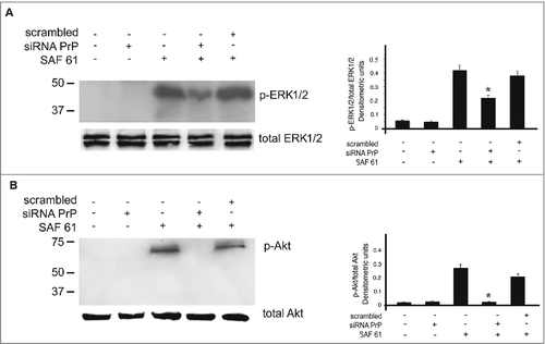 Figure 5. Plasma membrane PrPC is required for signal transduction. hDPSCs cells, treated with siRNA PrP or scrambled for 72 hours, were stimulated with anti PrP SAF61 mAb for 10 min and analyzed by Western blot, using anti-pERK1/2, anti-total ERK1/2 (A), anti-pAkt, and anti-total Akt (B). Densitometric analysis is shown in the right panel. Results represent the Mean±SD from 3 independent experiments, *p <0.01 siRNA PrP treated cells vs SAF61 treated cells.