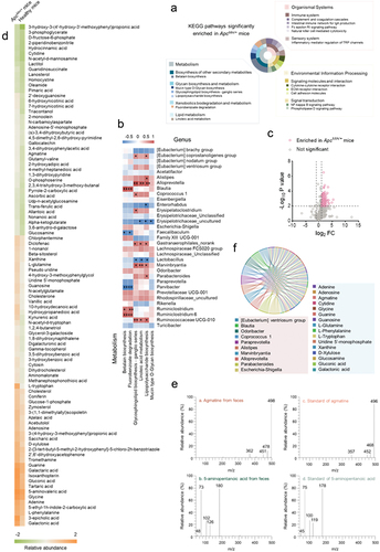Figure 3. Relationship between gut bacteria-derived metabolites and colorectal cancer.