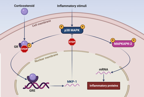 Figure 2 Cross-talk between corticosteroids and p38 MAPK. Acting at level of the glucocorticoid response elements (GRE) of target genes, corticosteroids induce the expression of MAP kinase phosphatase-1 (MKP-1), which dephosphorylates and inactivates p38 MAPK. In its active phosphorylated form, p38 in turn phosphorylates the glucocorticoid receptor (GR), thus impeding its nuclear translocation and the consequent biological and pharmacological actions of corticosteroids. In addition to inhibiting the anti-inflammatory effects of corticosteroids, p38 MAPK also plays a key proinflammatory role via phosphorylation-dependent activation of the downstream kinase MAPKAPK-2 (MAP kinase-activated protein kinase 2), which stabilizes several mRNAs encoding multiple cytokines and chemokines. This original figure was created by the authors using BioRender.com.