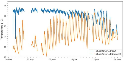Figure 2. Brood and reference sensor temperature as a function of time for the Bombus hortorum colony. While the nest temperature fluctuates strongly according to the outside air temperature (orange line), brood is maintained relatively steady at temperatures between 30 and 35 °C in the first weeks, with only minor drops during the colder times of the day. For details, see the text.