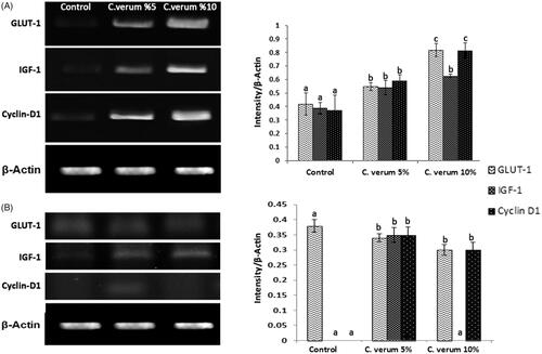 Figure 4. mRNA expression of IGF-1, cyclin D1 and GLUT-1 in different tests and control groups at 7 (A) and 14 (B) days after wound creation. Topical administration of C. verum elevated IGF-1, cyclin D1 and GLUT-1 mRNA expression in comparison with the control group, only at 7 d after wound creation (A). IGF-1, cyclin D1 and GLUT-1/β-actin intensity.