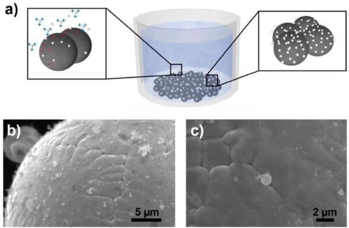 Figure 13. (a) Schematic representation of the pH-controlled adsorption process of the Y2O3-nanoparticles onto the steel powder. (b, c) SEM images of the obtained nanocomposite powder after the drying process, showing a good dispersion of Y2O3 on the steel particle surface. Reprinted with permission from [Citation134].