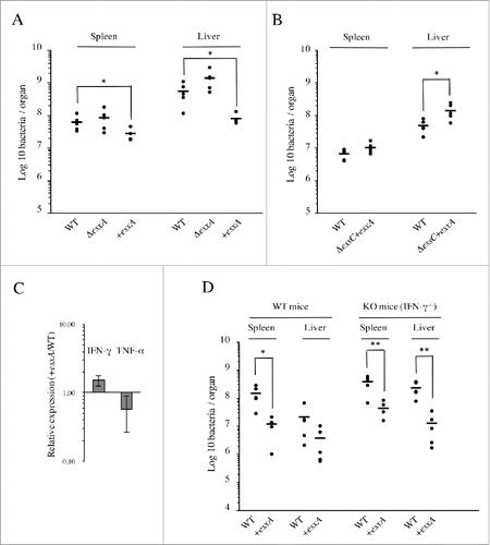 Figure 5. EsxA secretion impairs Lm infection in vivo through an IFN-γ-independent mechanism. (A) Bacterial counts for WT, ΔesxA and +esxA strains, in spleens and livers of BALB/c mice (n = 5), 72h after intravenous infection with 104 bacteria. (B) Bacterial counts for WT and ΔessC+esxA strains, in spleens and livers of BALB/c mice (n = 5), 72h after intravenous infection with 104 bacteria. (C) Levels of IFN-γ and TNF-α transcripts measured by qRT-PCR in livers of mice 72h after intravenous infection with either WT or +esxA bacteria. Expression levels in +esxA-infected livers were normalized to those infected with the WT strain. Values are mean ± SD (n = 3). (D) Bacterial counts for WT and +esxA strains in spleens and livers of WT and IFN-γ knock-out mice (n = 5), 72h after intravenous infection with 104 bacteria. *, p ≤ 0.05; **, p ≤ 0.01.