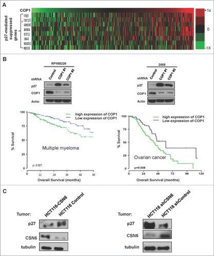 Figure 7. COP1-p27 link correlates with poor survival. (A) COP1 overexpression in cancer led to increased expression of genes suppressed through p27 mediation. Relative expression of COP1 and genes suppressed through p27 mediation (COQ5, CDC123, GEMIN5, AURKA, KIF11, ING4, HEARTR1, and MED18) were analyzed from a data set of multiple myeloma samples. Data are presented as a heat map. (B) High expression of COP1 was associated with poor overall survival. Lysates of indicated multiple myeloma cells (RPMI8226) or ovarian cancer cells (2008) infected with either COP1-shRNA or control shRNA were analyzed by IB with the indicated antibodies. Kaplan-Meier overall survival curves for 414 patients with multiple myeloma (left) or ovarian cancer (right), classified by COP1 expression, are shown. (C) Protein levels of p27 were regulated according to COP1 expression in xenograft mouse models. HCT116 cells with CSN6 overexpression or knockdown were subcutaneously injected into the nude mice. Tumor samples were collected and lysates of indicated tumor samples were analyzed by IB with the indicated antibodies.