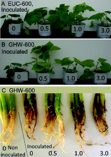 Figure 3. Damping-off of cucumber caused by Rhizoctonia solani as a function of biochar concentration in the potting media. (A) Above-ground plants in media amended with 0, 0.5, 1, or 3% w/w biochar made from eucalyptus wood chips at a highest treatment temperature of 600°C (EUC-600), day 15 after infection. (B) Above-ground plants in media amended with 0, 0.5, 1, or 3% w/w biochar made from greenhouse waste (mainly pepper plants) at a highest treatment temperature of 600°C (GHW-600), day 15 after infection. (C) Roots of cucumber plants shown in panel B, day 20 after infection. Slanted line differentiates between roots from non-infected plants and roots from infected plants. From [113].