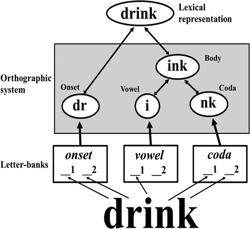 Figure 1. The way in which the word drink would be represented and accessed according to the Subsyllabic Processing (SSP) model. See the text for a full description.