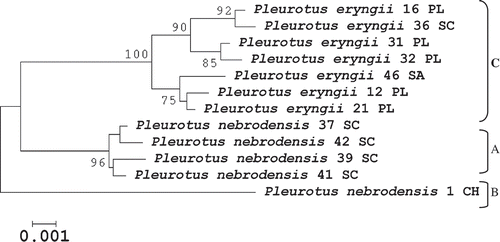 Figure 4. Evolutionary relationships among 12 Pleurotus taxa belonging to the P. eryngii species-complex based on both ITS and EF-1 (1574 bp) sequence variation. The evolutionary history was inferred using the Neighbor-Joining method and the analyses were conducted in MEGA4. The bootstrap consensus tree inferred from 1000 replicates and bootstrap values greater than 70% are shown.
