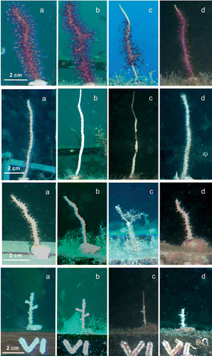 Figure 2 Four different stages of the experiment for each considered species: from the top, Paramuricea clavata, Eunicella singularis, E. cavolinii, and E. verrucosa. A, February; B, May; C, September; D, December. The colour version of this figure is available online.