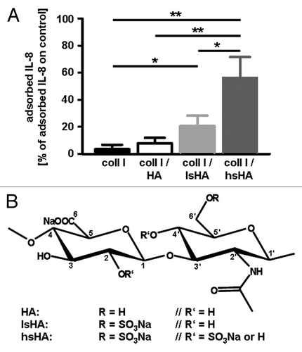 Figure 2. (A) Adsorption of human macrophage-derived IL-8 to modified hyaluronan containing different levels of sulfation. For adsorption of IL-8, native and differentially sulfated hyaluronan (kindly provided by Dr Moeller, INNOVENT e.V. Jena, Germany) immobilized on a collagen matrix were incubated with supernatants of LPS stimulated human monocyte-derived macrophages containing 138 ± 46 ng/ml IL-8. Tissue culture polystyrene was used as control substrate. After 24 h at 37°C, the supernatants were harvested and amounts of IL-8 determined by ELISA. Level of adsorbed IL-8 was calculated from the difference of the IL-8 amount determined in supernatants from the control substrate and of the IL-8 amount determined in supernatants from the different hyaluronan matrices, respectively. All data are mean (± SD) of three independent experiments. *p < 0.05; **p < 0.005 (t-test); (B) Chemical structures of native HA and sulfated HA derivatives.Citation59 coll I, collagen I; HA, hyaluronan; lsHA, low sulfated HA; hsHA, high sulfated HA