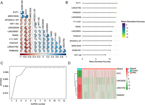 Figure 3 Determining process of the optimal diagnostic lncRNAs for ccRCC. (A) Heat map of DElncRNAs selected by LASSO; (B) average decreasing precision sorting of 12 DElncRNAs; (C) accuracy changes with increasing number of lncRNA; (D) heatmaps for the 4 optimal diagnoses of lncRNA.