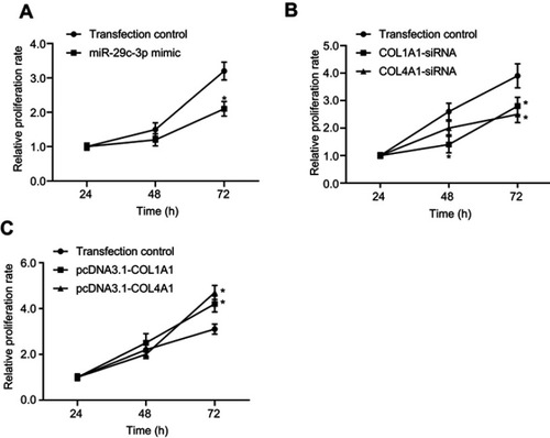 Figure 12 The effect of microRNA-29c-3p, COL1A1, and COL4A1 on proliferation of GC cells in vitro. (A) Upregulation of microRNA-29c-3p inhibited (B) knock-down COL1A1and COL4A1 inhibited proliferation of GC cells; (C) overexpression of COL1A1and COL4A1 promoted proliferation of GC cells.