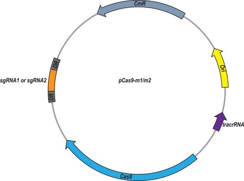 Figure 1 Plasmid map of pCas9-m1/m2 targeted to mcr-1 gene. The pCas9-m1/m2 was constructed by inserting spacer targeting the mcr-1 gene along with other essential modules for CRISPR-Cas9 activity.