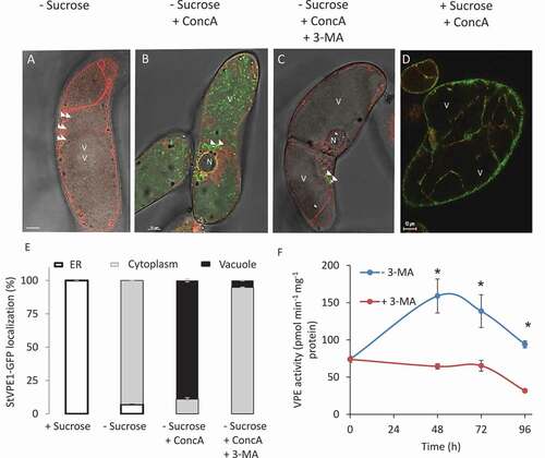 Figure 6. StVPE1-GFP translocates to the vacuole during carbon starvation. Six-day-old BY-2 cells coexpressing StVPE1-GFP (in green) and GAMMA-TIP-RFP (tonoplast marker, in red) were incubated for 72 h in various media. (A) – Sucrose: sucrose-free medium. (B) – Sucrose + ConcA: sucrose-free medium with 1 μM concanamycin A (ConcA). (C) – Sucrose + ConcA + 3-MA: sucrose-free medium with 1 μM ConcA, and 5 mM 3-methyladenine (3-MA) for the last 48 h of incubation. (D) + Sucrose + ConcA: control – BY-2 cells were exposed to sucrose-containing medium for 72 h with 1 μM ConcA added for the last 48 h. (A-D) Arrowheads indicate StVPE1-GFP puncta. Bars: 10 µm. N, nucleus; V, vacuole. Images are shown in a single optic section. (E) Quantitative analysis of StVPE1-GFP localization in treated cells after 72 h. Data are mean ± SE of three repeats, each with 100 cells. (F) Effect of 3-MA on VPE activity during carbon starvation. Asterisk represents significant differences between treatments in each time point (P < 0.05) determine by t-test analysis. Data are means ± SE of three experiments