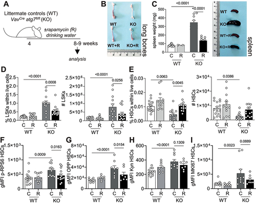 Figure 4. Rapamycin normalizes the metabolic status of autophagy deficient HSCs. (A) Experimental set-up of rapamycin (R) treatment in VavCre atg7fl/fl mice. (B) Representative images of long bones. (C) Weight and representative images of spleens. (D) LSK frequencies within live cells (left panel) and absolute numbers (right panel). (E) HSC frequencies within live (left panel) cells and absolute numbers (right panel). D-E: (nWT = 17, nWT+R = 13, nKO = 13, nKO+R = 14) (F) gMFI of p-RPS6 within HSCs (nWT = 17, nWT+R = 10, nKO = 13, nKO+R = 14). (G) gMFI of OPP within HSCs as a readout of translation (nWT = 10, nWT+R = 7, nKO = 8, nKO+R = 7). (H) gMFI of Kyn as a readout of AA uptake within HSCs (nWT = 13, nWT+R = 8, nKO = 10, nKO+R = 8). (I) gMFI of MKI67 within HSCs (nWT = 13, nWT+R = 10, nKO = 10, nKO+R = 7). D-E: pooled data from 3–5 independent experiments. Data are represented as mean ± SEM with two-way ANOVA with post hoc Tukey’s test.