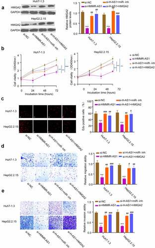 Figure 6. HMMR-AS1 regulates malignant behaviors of HBV-HCC cells via miR-627-3p/HMGA2 axis. Huh7-1.3 and HepG2.2.15 cells were transfected with si-HMMR-AS1 alone, or co-transfected with miR-627-3p inhibitor or HMGA2 expression vector. (a) HMGA2 protein levels were detected by Western blot. (b) and (c) Cell proliferation and DNA synthesis rate were measured by CCK8 and EdU assays. (d) and (e) Cell migration and invasion abilities of HBV-HCC cells were determined by wound-healing assay and transwell invasion assay.