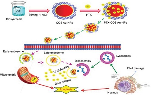 Figure 5 Overall scheme for the biosynthesis of Au-NPs using COS, subsequent loading of PTX on COS-stabilized Au-NPs (COS Au-NPs), and the possible mechanism for the cellular uptake of loaded COS-stabilized Au-NPs (PTX-COS Au-NPs) in MDA-MB-231 cancer cells.Note: Data from Manivasagan et al.Citation78Abbreviations: Au-NPs, gold nanoparticles; COS, chitosan oligosaccharide; PTX, paclitaxel.
