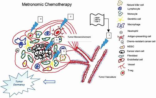 Figure 1. Mechanism of action of metronomic chemotherapy in malignancies