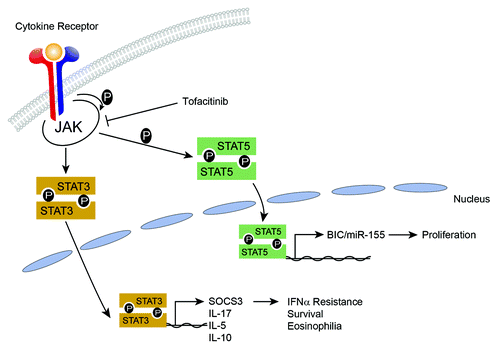 Figure 1. STAT5 signaling trans activates miR-155 expression, which can be blocked upstream at the level of JAK kinase signaling by tofacitinib inhibitor.