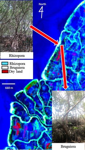 Figure 5. Mangroves species distribution in the study area.