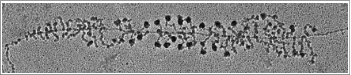 Figure 7. Chromatin spread of actively transcribed rDNA locus in yeast. Electron microscopy is used to visualize rDNA transcription and initial stages in rRNP assembly, which resemble “Christmas trees.” Newly synthesized rRNA “branches” emanate from the rDNA “trunk.” Large “knobs” at the end of each branch illustrate the compaction of pre-18S rRNA to form the small subunit processome. This yeast chromatin spread is adapted from Osheim et al.Citation82