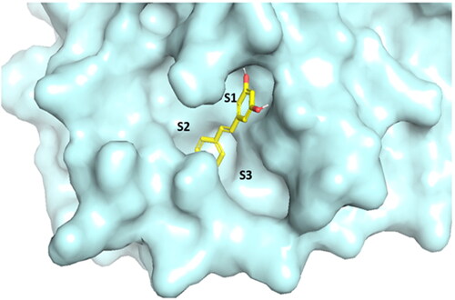 Figure 11. Surface view of the binding mode of resveratrol into active site of SARS-CoV-2 Mpro. S1, S2 and S3 are the main binding subunits.