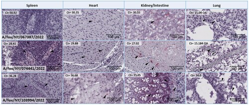 Figure 4. Histological tissue sections subjected to Influenza A RNA-ISH for spleen, heart, kidney (for A/fox/NY/067387/2022 and A/fox/NY/074441/2022) or intestine (A/fox/NY/103994/2022) and lung. Each image is at the same magnification and has a size bar at 100 µm in the lower right-hand corner. Arrows indicate chromogenic viral RNA labelling that may be difficult to locate due to a lower level of virus presence than in brain tissue sections. No staining was observed for A/fox/NY/067387/2022 spleen tissue section. Corresponding RT-PCR Ct values on each of the tissues depicted are included in the upper left-hand corner for each image.