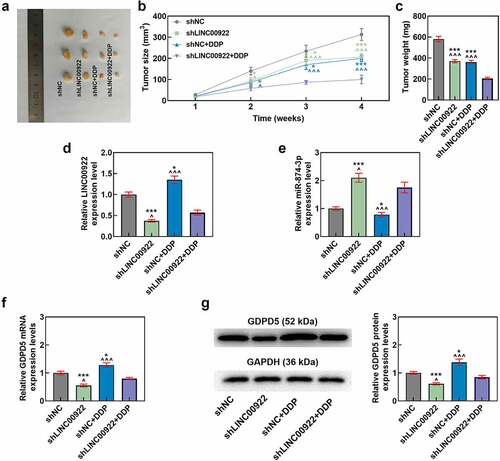 Figure 10. LINC00922 silencing further repressed tumor growth and LINC00922 and GDPD5 yet enhanced miR-874-3p in DDP-treated tumors. (a-c) The effects of LINC00922 silencing on DDP-treated tumor growth in vivo were displayed, along with the measurement on both tumor size (b) and tumor weight (c). (d-g) The effects of LINC00922 silencing on LINC00922 (d), miR-874-3p (e) and GDPD5 (f-g) expression in DDP-treated tumors were confirmed by qRT-PCR and Western blot. GAPDH (for LINC00922 and GDPD5) and U6 (for miR-874-3p) were used as the internal controls. All data were expressed as mean ± standard deviation (SD), which was indicative of three independent tests. ^p < 0.05, ^^^p < 0.001, vs. shNC; *p < 0.05, ***p < 0.001, vs. shLINC00922+ DDP. shRNA: short hairpin RNA.