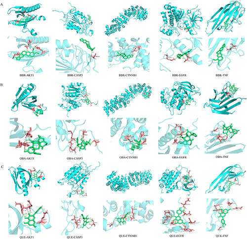 Figure 14 Docking complexes 3D diagram of 5 key targets along with 3 key ingredients. (A) 3D binding posture schematic diagram of berberine and 5 key targets. (B) 3D binding posture schematic diagram of obacunone and 5 key targets. (C) 3D binding posture schematic diagram of quercetin and 5 key targets.