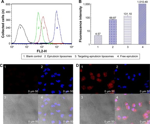 Figure 1 Cellular uptake and targeted localization in brain glioma cells after incubation with targeting epirubicin liposomes.Notes: A and B indicate the results of cellular uptake by flow cytometry. The targeted localization of epirubicin liposomes (C) and targeting epirubicin liposomes (D) by confocal laser scanning fluorescent microscopy. C1 and D1 show the fluorescence signals of epirubicin from epirubicin and targeting epirubicin liposomes, respectively. The fluorescent intensity of C1 was obviously weaker than that of D1, indicating lower cellular uptake. C2 and D2 show the nuclei which were dyed by Hoechst. C3 and D3 show the bright light fields of brain glioma cells (without fluorescence). C4 and D4 show the overlapped images of C1–3 and D1–3, respectively.